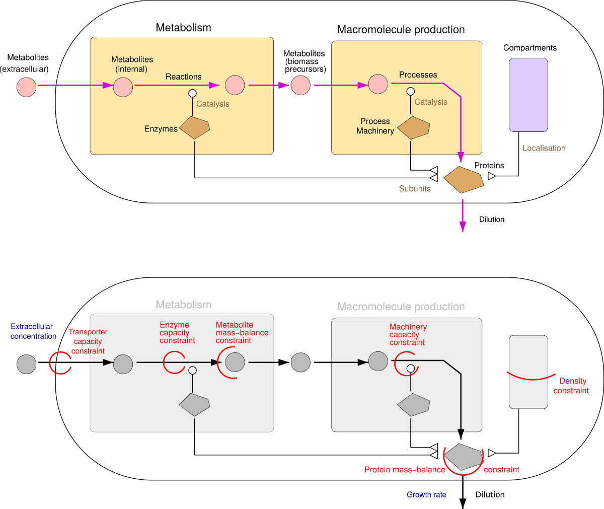 RBA: cellular subsystems